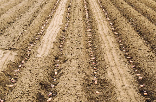 Semilla Brotó Patatas Plantadas Filas Suelo Antes Cavar Suelo Cierre —  Fotos de Stock