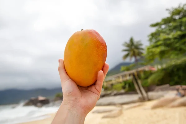 Čerstvé Mango Rukou Pláži Oceánu — Stock fotografie