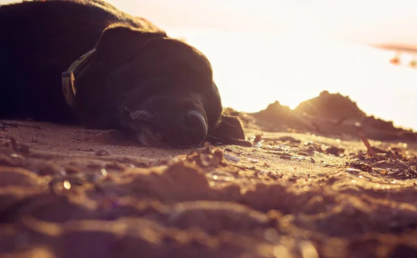 老黑狗睡在海滩上 — 图库照片