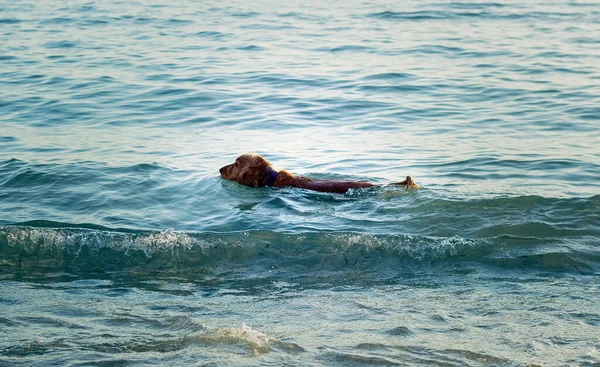 在海滩上游泳的可卡犬 — 图库照片