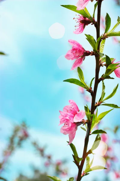 Крупним Планом Вид Красиві Квіти Концепція Літнього Часу — стокове фото