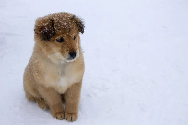 Eenzame Droevige Puppy Zittend Sneeuw — Stockfoto