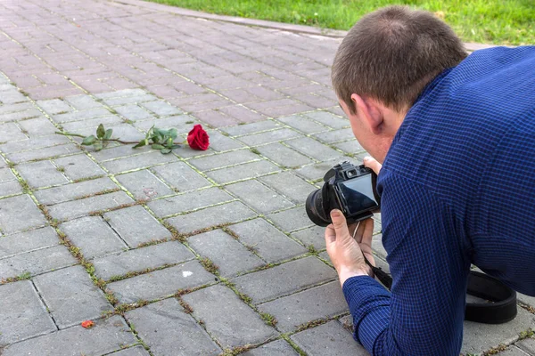 Фотограф Фотографирует Красную Розу Лежащую Тротуаре — стоковое фото