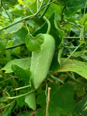 Coccinia grandis (also known as timun merah, kemarungan, ivy gourd, scarlet gourd, tindora, kowai fruit). In traditional medicine, fruits have been used to treat leprosy, fever and asthma