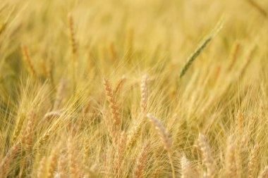 Gold grain ready for harvest in a farm field.