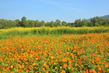 Cosmos çiçek alanı