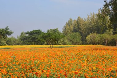 Cosmos çiçek alanı