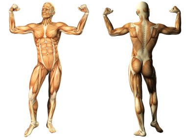 insan anatomisi - erkek kasları
