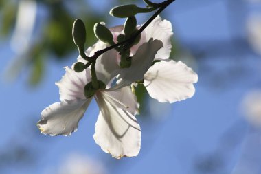 Bauhinia çeşidi çiçek açtı.