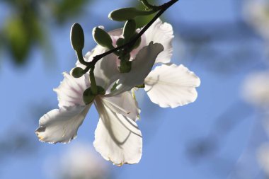 Bauhinia variegata çiçek açan ve güzel.