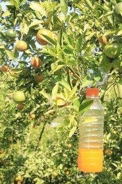 Gündüz vakti ağaçta taze mandalina çeşitleri