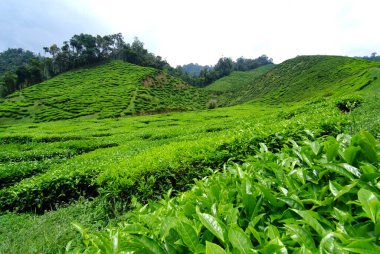 tea plantation scenic view clipart