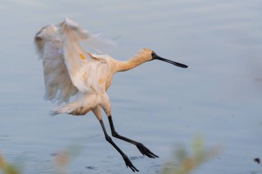 Royal Spoonbill kuşu uçuyor.