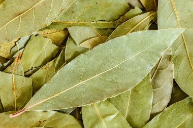 Kuru Laurel Yaprakları, kapatın 