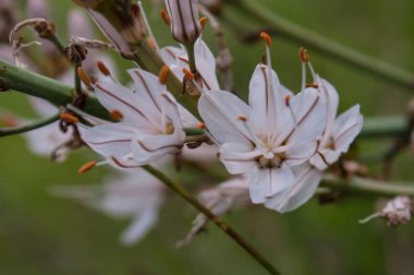 Çiçekler çok güzel. Yaz zamanı.