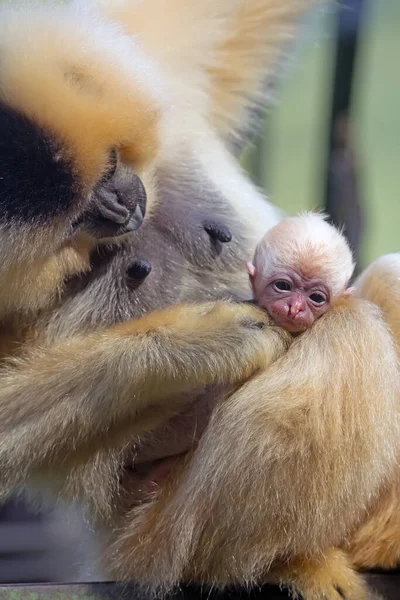 Nära Håll Beskåda Apa Animaliska Baby — Stockfoto