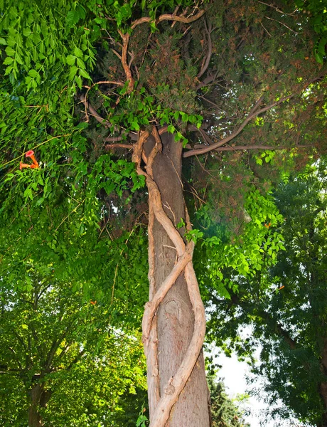 Ağaç Gövdesine Asma Asmaları Asmak — Stok fotoğraf