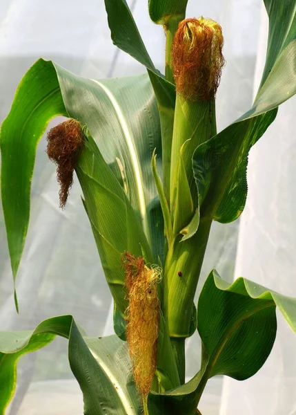 Vista Cerca Fresh Corn Cobs —  Fotos de Stock