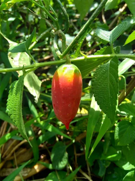 Coccinia Grandis Also Known Timun Merah Kemarungan Ivy Gourd Scarlet — Stock fotografie