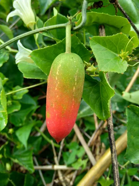 Coccinia Grandis Also Known Timun Merah Kemarungan Ivy Gourd Scarlet — Stockfoto