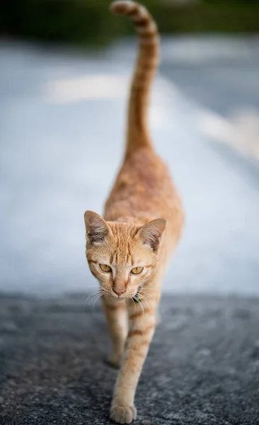 Gato Laranja Caminhando Direção Câmera — Fotografia de Stock