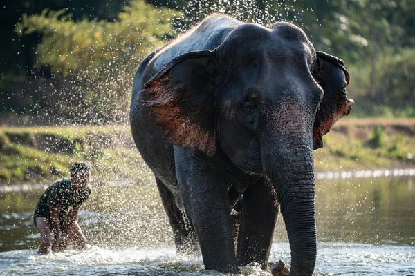 Splash Νερό Στο Χρόνο Μπάνιο Ελέφαντα — Φωτογραφία Αρχείου