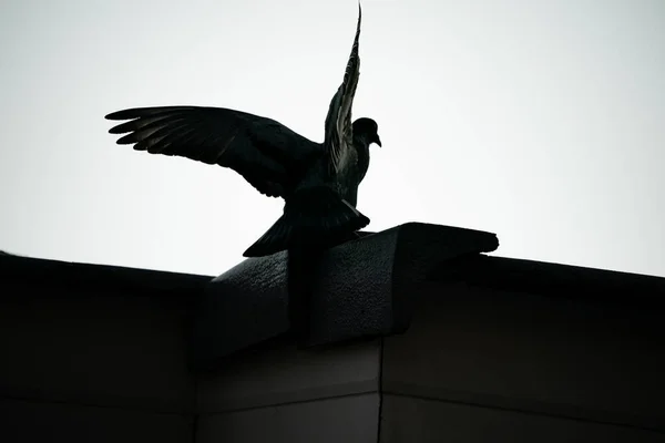 Silhouette Flying Pigeon Bird Sky — Stock Photo, Image