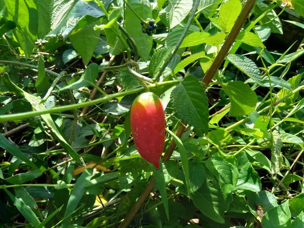Coccinia Grandis Also Known Timun Merah Kemarungan Ivy Gourd Scarlet — ストック写真