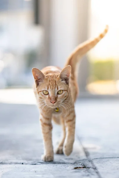 Gato Laranja Caminhando Direção Câmera — Fotografia de Stock