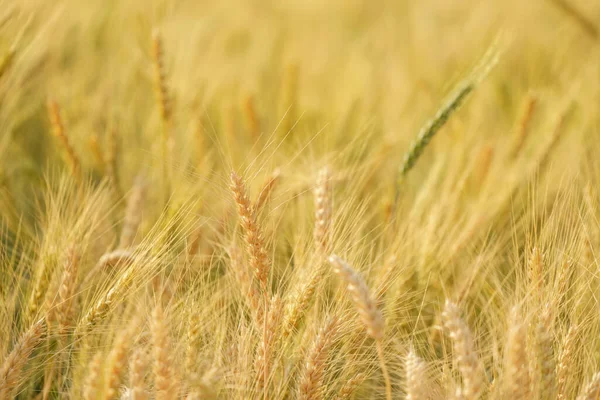 Gold Grain Ready Harvest Farm Field — Stock fotografie
