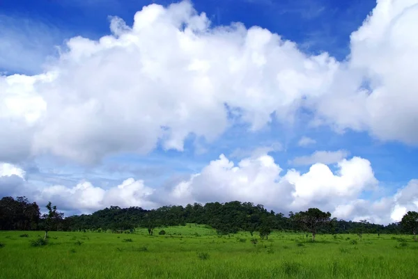 Ris Fält Grönt Gräs Blå Himmel Moln Molnigt Landskap Bakgrund — Stockfoto