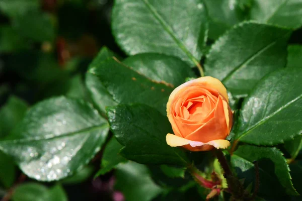Close Rose Flower Floral Concept — Stock Photo, Image