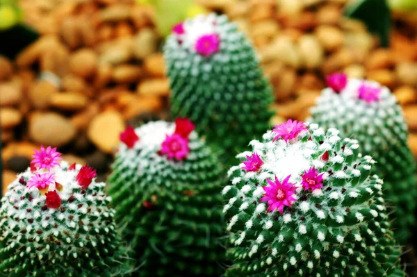 Cactus Flowers Close — Stock Photo, Image