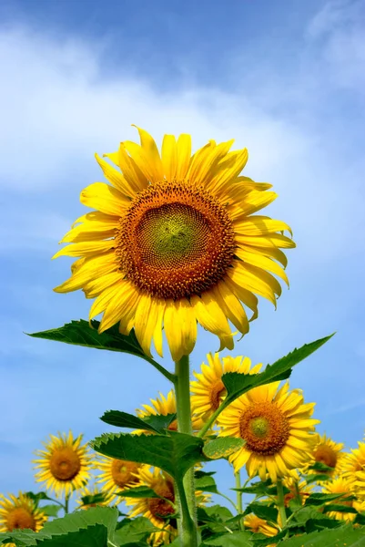 blooming sunflower. Beautiful floral background