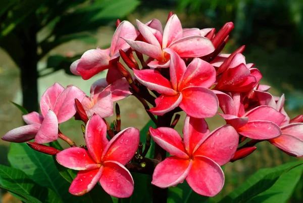 Hermosas Flores Plomería Vista Cercana — Foto de Stock