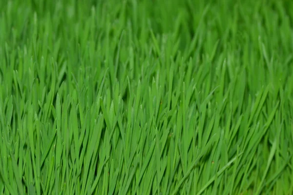 背景に美しい草の完全なフレームショット — ストック写真