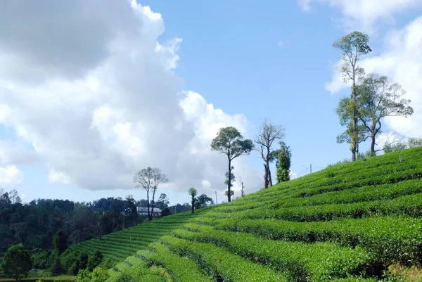 Krajinný Pohled Tea Plantation — Stock fotografie