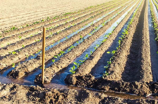 Bewässerung Der Plantage Junger Auberginen Sämlinge Durch Bewässerungskanäle Europäische Landwirtschaft — Stockfoto