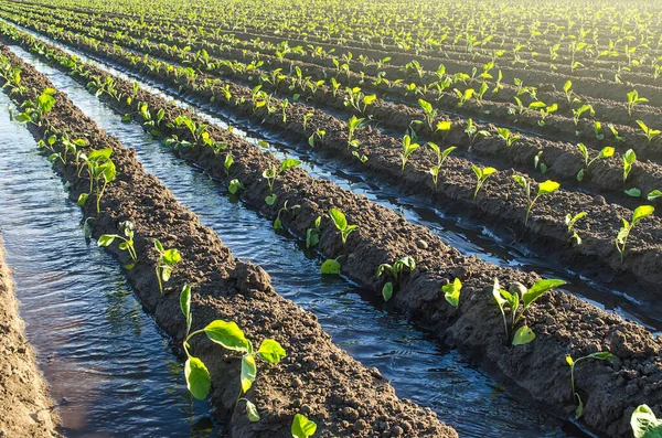 Plantation Young Eggplant Seedlings Watered Irrigation Canals European Farm Farming — Stock Photo, Image