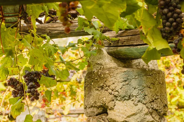 Характерный Пилонный Камень Известь Виноградников Знаменитого Пьемонтского Вина Nebbiolo Carema — стоковое фото