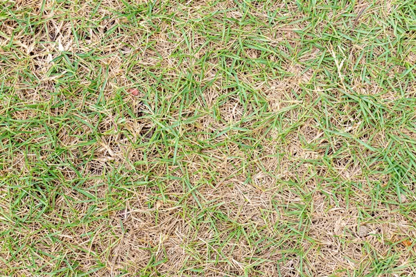 stock image full frame shot of beautiful grass for background