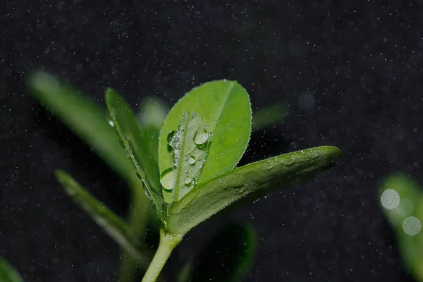 Water Droplets Leaves — Stock Photo, Image