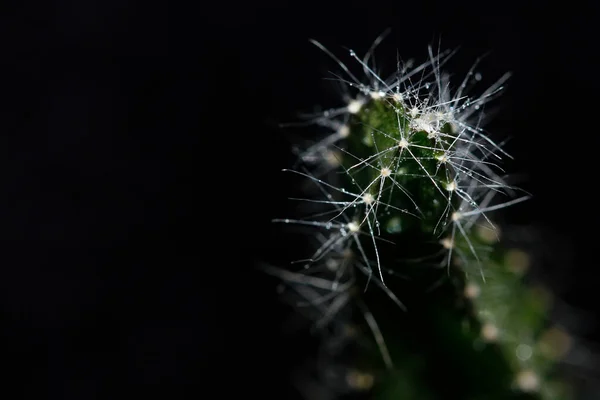 Espinas Cactus Cerca —  Fotos de Stock
