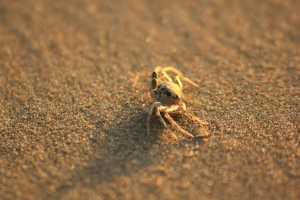 在沙滩上的小蟹 — 图库照片