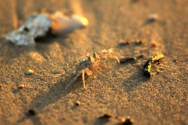 Kleine Krabben Auf Dem Sand — Stockfoto