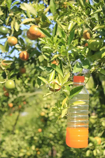 Frische Mandarinensorten Tag Baum — Stockfoto