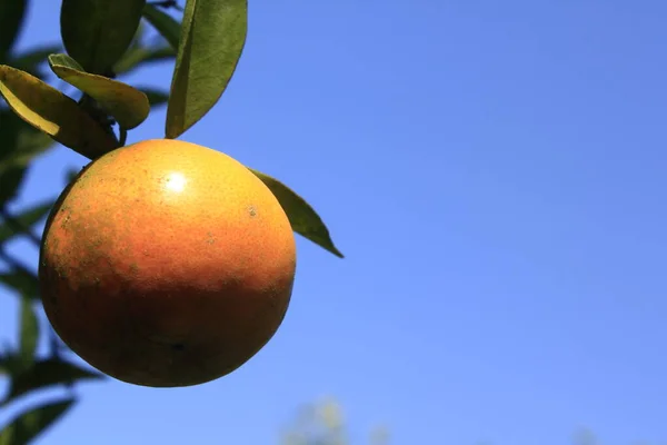 Orange Mandarine Aus Nächster Nähe — Stockfoto