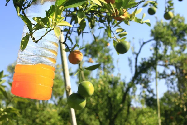 Gündüz vakti ağaçta taze mandalina çeşitleri