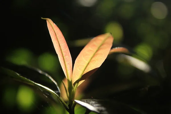 Orange Leaves Nature — Stock Photo, Image