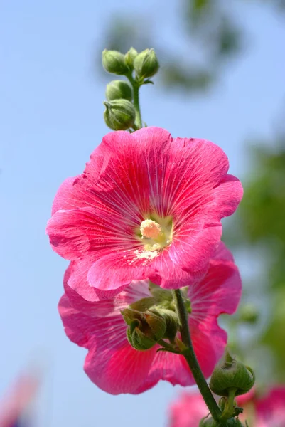 Zblízka Pohled Krásné Kvetoucí Květiny Koncept Letního Času — Stock fotografie